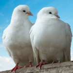 111 - two-love-doves